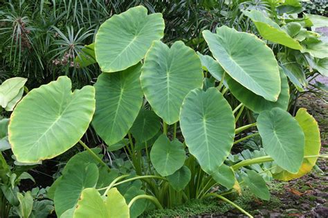 Taro Oder Colocase (Colocasia Esculenta), Exotische Knolle